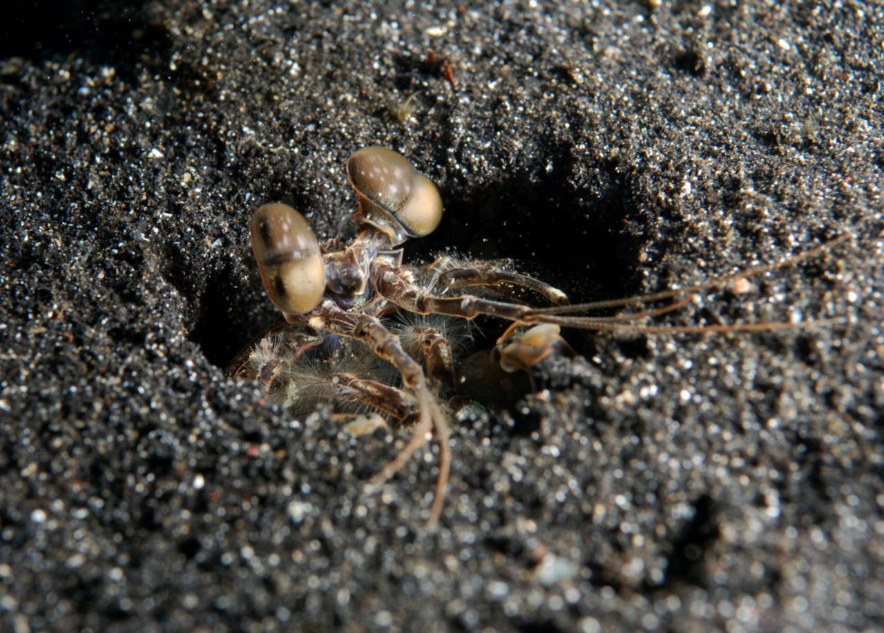 Lysiosquilla tredecimdentata